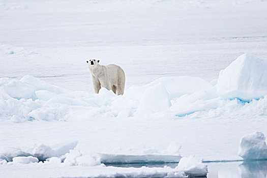 挪威,斯瓦尔巴特群岛,浮冰,北极熊