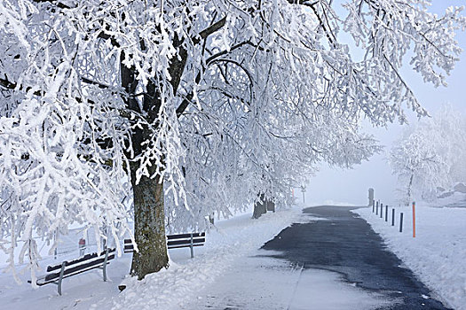 乡间小路,树,冬天,瑞士