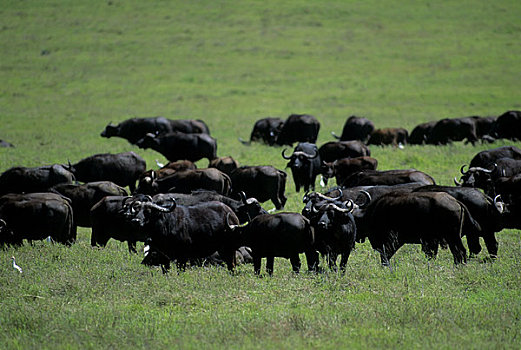 坦桑尼亚,恩戈罗恩戈罗火山口,南非水牛