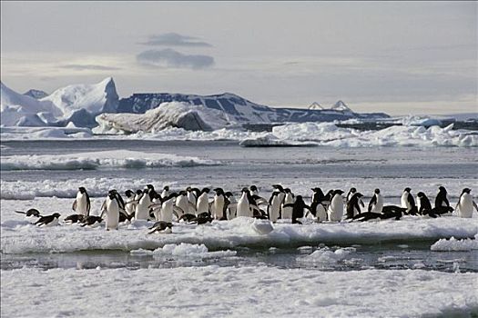 阿德利企鹅,浮冰,保利特岛,威德尔海,南极