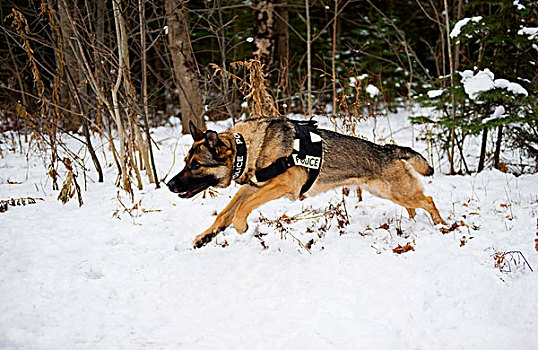 德国牧羊犬,狗,警察,雪中