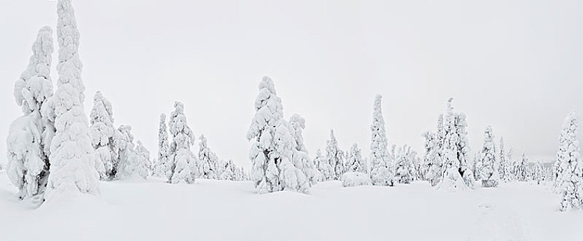 冬季风景,树林,积雪,树