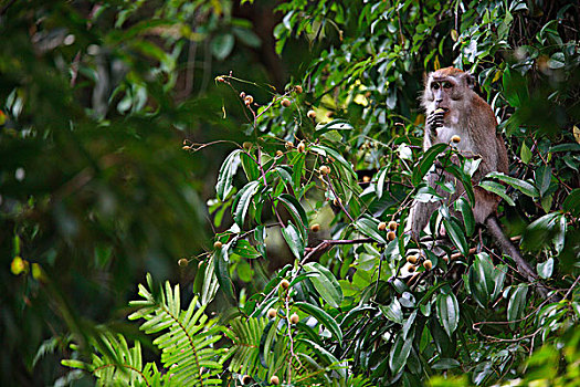 长尾,短尾猿,食蟹猴,吃,水果,古农列尤择国家公园,苏门答腊岛,印度尼西亚