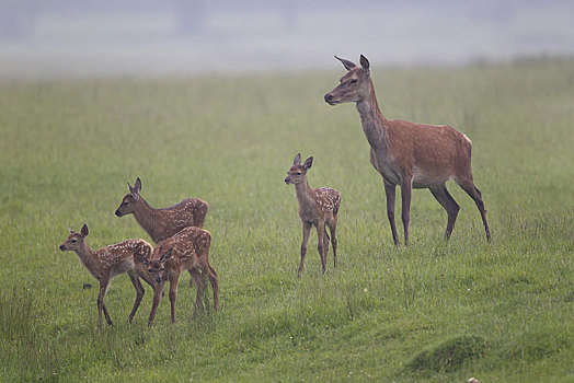 赤鹿,雌鹿,四个,幼兽,站立,模糊,草地,英格兰,英国,欧洲