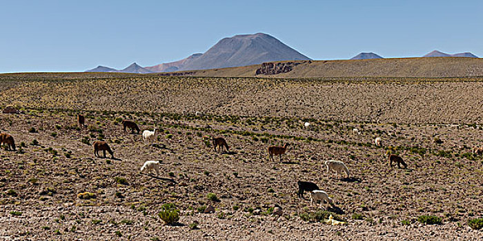 美洲驼,放牧,地点,佩特罗,阿塔卡马沙漠,省,安托法加斯塔大区,智利
