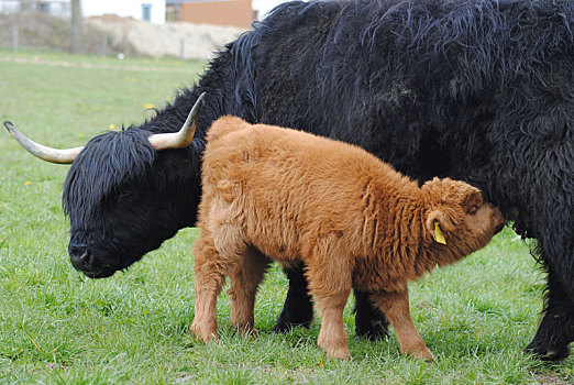 苏格兰,高原牛,幼兽
