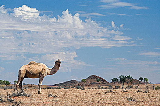 骆驼,靠近,公路,内陆地区,北方,澳大利亚