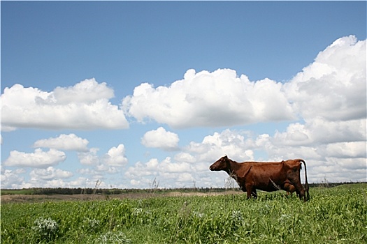 母牛,夏天,风景