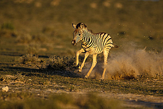 纳米比亚,埃托沙国家公园,跑,年轻,平原斑马,斑马
