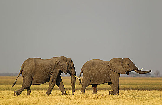 非洲象,两个,母牛,萨维提,湿地,乔贝国家公园,博茨瓦纳,非洲