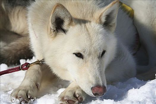 肖像,白色,哈士奇犬,雪橇狗,休息,育空地区,加拿大