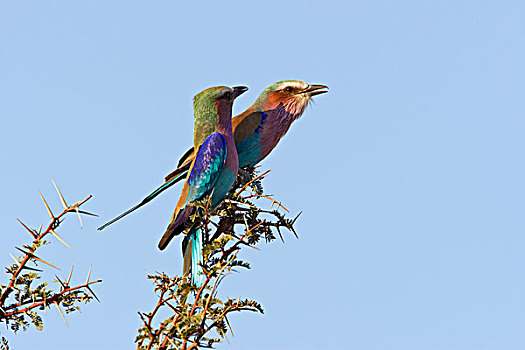 紫胸佛法僧鸟,紫胸佛法僧,一对,栖息,多刺,灌木,马卡迪卡迪盐沼,博茨瓦纳