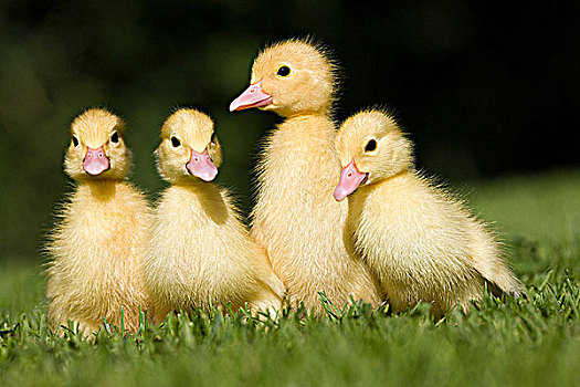 四个,小鸭子,草地