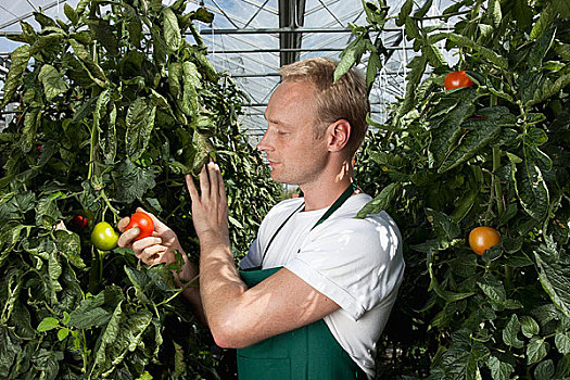 一个,男人,拿着,成熟,西红柿,藤