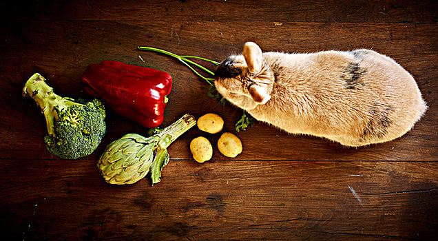 兔子,吃,蔬菜