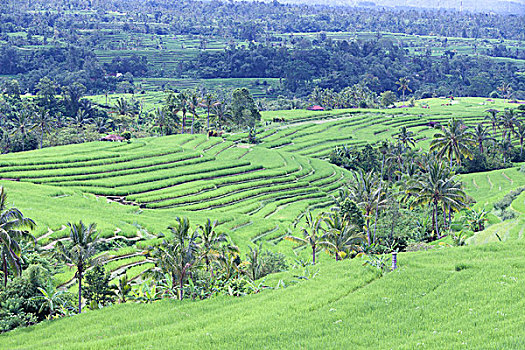 稻米梯田,巴厘岛,印度尼西亚,亚洲