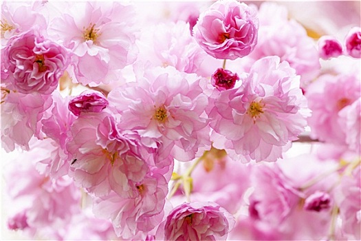 樱花,春天,樱桃树