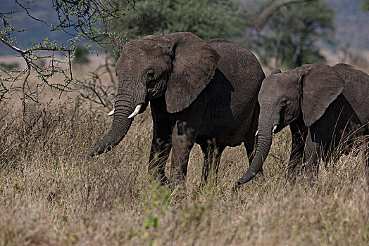 非洲大象141