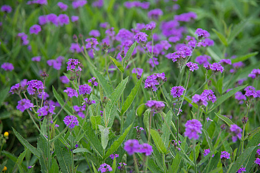 花,春天,紫色