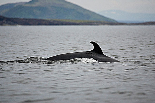 小须鲸,表面,拉布拉多海,靠近,拉布拉多犬,纽芬兰,加拿大