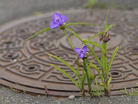 东方,鸭跖草