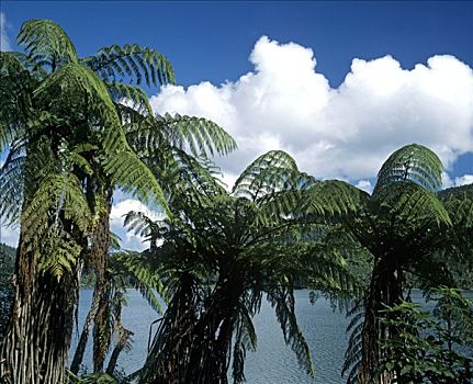 桫椤,亚热带,植被,新西兰