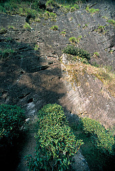 福建武夷山长在崖壁上的四大名丛之一大红袍