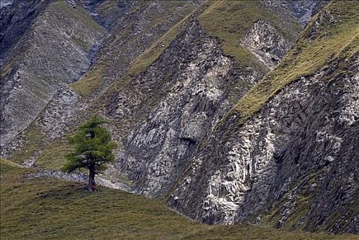 孤单,落叶松,欧洲落叶松,正面,岩石,瑞士国家公园,恩加丁,格劳宾登州,瑞士,欧洲