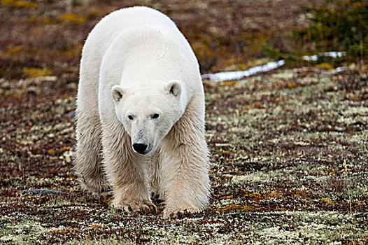 北极熊,走,看镜头,丘吉尔市,曼尼托巴,加拿大