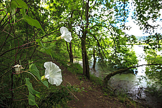 美国,俄勒冈,波特兰,橡树,仰视,野生动植物保护区,树篱,牵牛花,小路