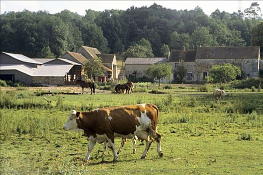 法国,母牛,地点