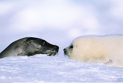 鞍纹海豹,马德琳群岛,魁北克,加拿大