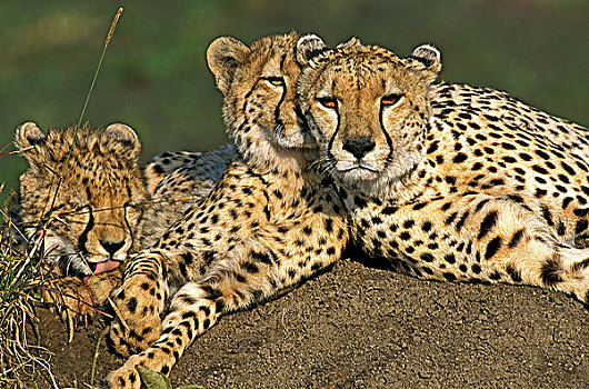 印度豹,猎豹,成年,卧,马赛马拉,公园,肯尼亚