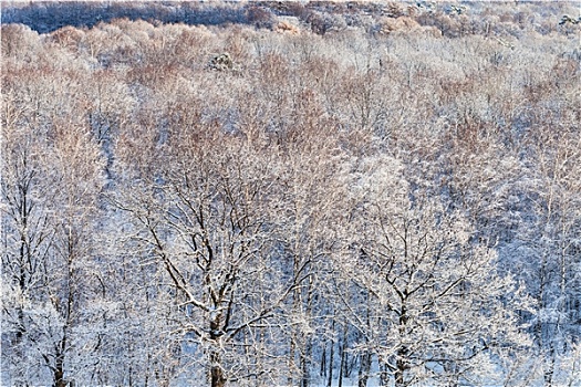 积雪,橡树,雪中,树林,冬天