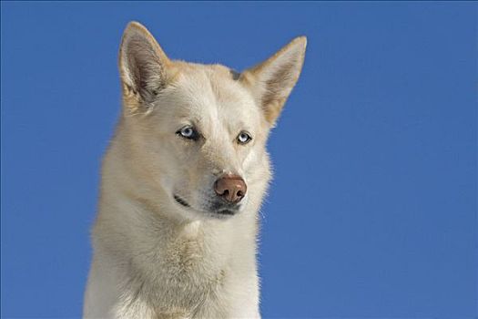 西伯利亚,哈士奇犬,肖像