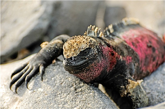 加拉帕戈斯群岛,鬣蜥蜴