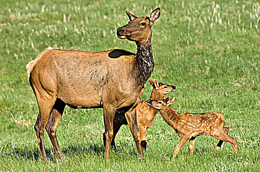 母兽,麋鹿,鹿属,鹿,相似,幼兽,碧玉国家公园,加拿大,落基山脉,西部,艾伯塔省