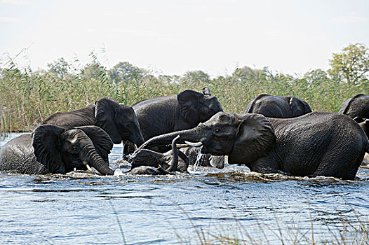 非洲象,牧群,水,成年,帮助,幼兽,奥卡万戈三角洲,博茨瓦纳