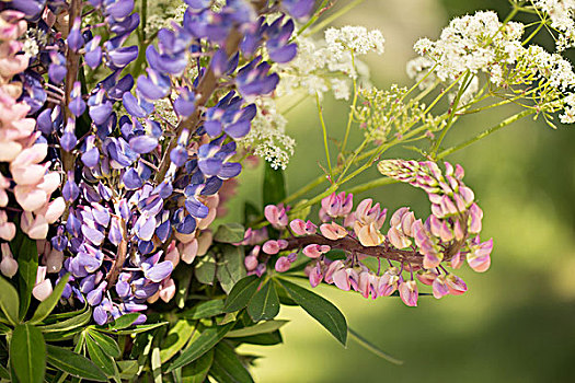 粉色,紫色,羽扇豆属植物,野外,自然,背景