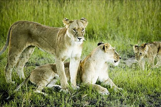 狮子,家族,肯尼亚,非洲