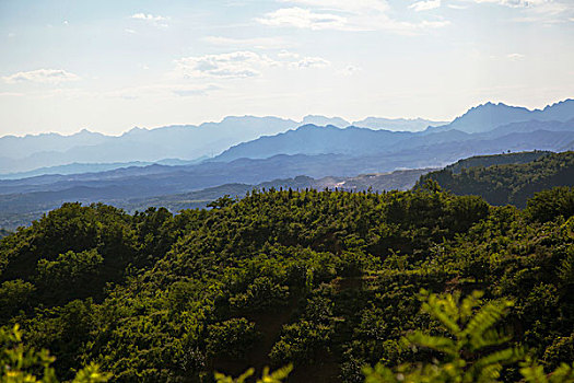 长满绿色植物的青山