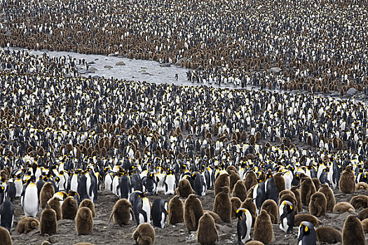 生物群,帝企鹅,湾,南乔治亚,南极