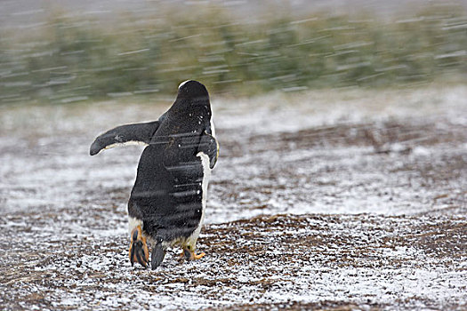 巴布亚企鹅,企鹅,成年,走,暴风雪,南乔治亚