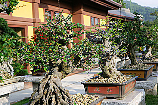 盆景,女修道院,中式花园,山,香港
