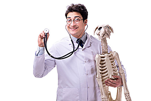 医生,狗,骨骼,隔绝,白色背景,背景