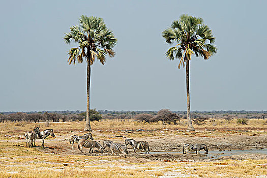 斑马,水坑,埃托沙国家公园,纳米比亚,非洲