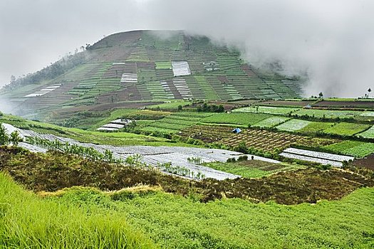 梯田,农场,中爪哇,爪哇,印度尼西亚