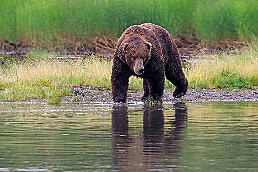 大灰熊,棕熊,成年,水岸,觅食,布鲁克斯河,卡特麦国家公园,保存,阿拉斯加,美国,北美