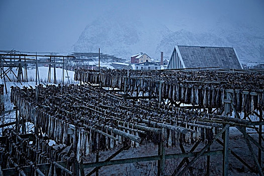 架子,蓝色,冬季风景,挪威