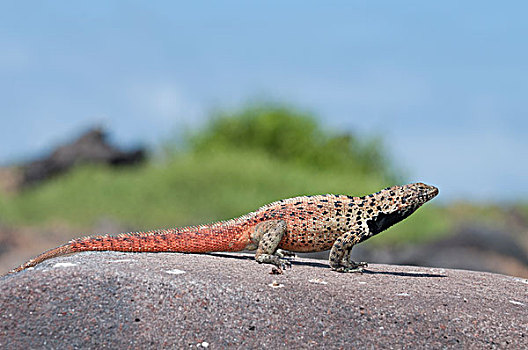 火山岩,蜥蜴,满,饲养,彩色,展示,尾部,加拉帕戈斯群岛,厄瓜多尔